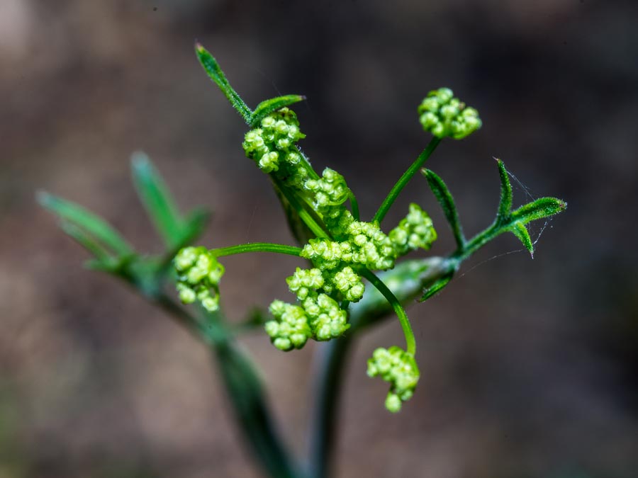 Pimpinella ?